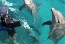 Dolphin Royal Swim in Puerto Aventuras